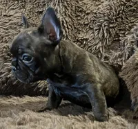 Darci, a female French Bulldog for sale in Bolivar, MO – 9 of 10
