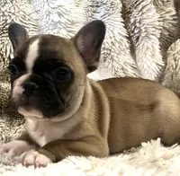 Victor, a male French Bulldog for sale in Bolivar, MO – 8 of 10