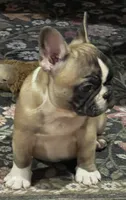 Flashy tri color boy, a male French Bulldog for sale in Bolivar, MO – 10 of 10