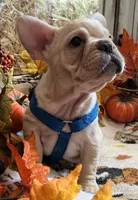 Declan , a male French Bulldog for sale in Bolivar, MO – 6 of 10