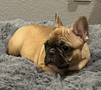 Loki , a male French Bulldog for sale in Bolivar, MO – 5 of 8