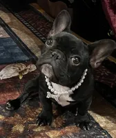 Fifi , a female French Bulldog for sale in Bolivar, MO – 9 of 10