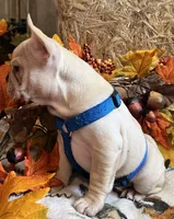 Declan , a male French Bulldog for sale in Bolivar, MO – 10 of 10