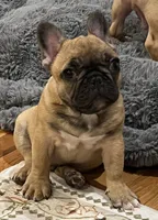 T.T., a male French Bulldog for sale in Bolivar, MO – 9 of 10
