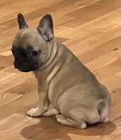 Fawn girl , a female French Bulldog for sale in Bolivar, MO – 5 of 10