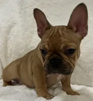 Scarlet, a female French Bulldog for sale in Bolivar, MO – Photo 6 of 10