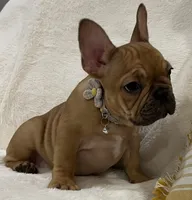 Scarlet, a female French Bulldog for sale in Bolivar, MO – Photo 3 of 10