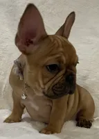 Scarlet, a female French Bulldog for sale in Bolivar, MO – Photo 2 of 10