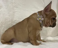 Scarlet, a female French Bulldog for sale in Bolivar, MO – Photo 7 of 10