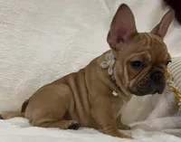 Scarlet, a female French Bulldog for sale in Bolivar, MO – Photo 10 of 10