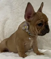 Scarlet, a female French Bulldog for sale in Bolivar, MO – Photo 8 of 10