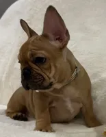 Scarlet, a female French Bulldog for sale in Bolivar, MO – Photo 1 of 10