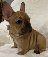 Scarlet, a female French Bulldog for sale in Bolivar, MO – Photo 4 of 10