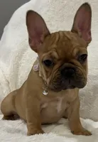 Scarlet, a female French Bulldog for sale in Bolivar, MO – Photo 5 of 10