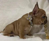 Scarlet, a female French Bulldog for sale in Bolivar, MO – Photo 9 of 10