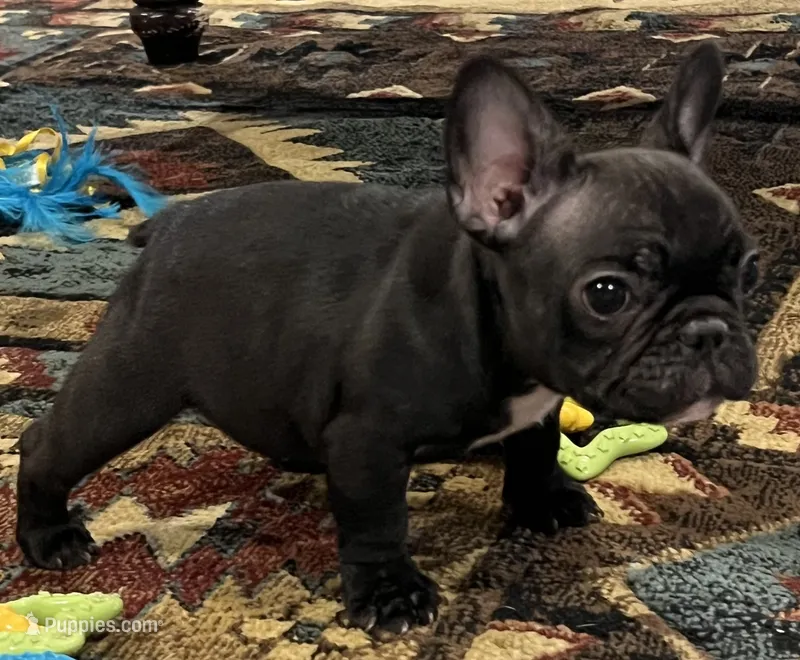 Fifi, a female French Bulldog for sale in Bolivar, MO – 1 of 10