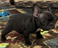 Fifi, a female French Bulldog for sale in Bolivar, MO – 1 of 10