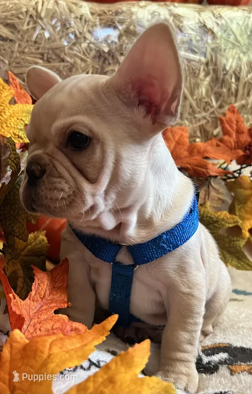 Declan  – French Bulldog puppy for sale in Bolivar, MO