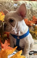 Declan , a male French Bulldog for sale in Bolivar, MO – 1 of 10
