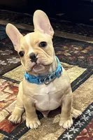 Dorian , a male French Bulldog for sale in Bolivar, MO – 8 of 10