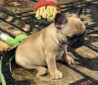 Valentino , a male French Bulldog for sale in Bolivar, MO – 9 of 10