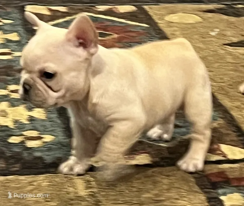 Declan  – French Bulldog puppy for sale in Bolivar, MO