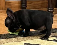 Fifi, a female French Bulldog for sale in Bolivar, MO – 3 of 10