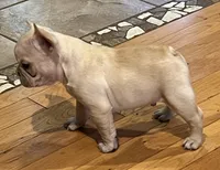 Declan , a male French Bulldog for sale in Bolivar, MO – 9 of 10