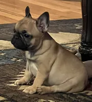 Valentino, a male French Bulldog for sale in Bolivar, MO – 4 of 8