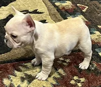 Declan, a male French Bulldog for sale in Bolivar, MO – 9 of 10