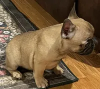 Fawn girl , a female French Bulldog for sale in Bolivar, MO – 8 of 10