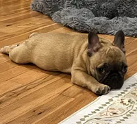 T.T., a male French Bulldog for sale in Bolivar, MO – 7 of 10