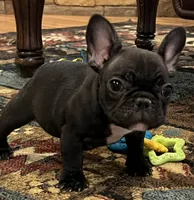 Fifi, a female French Bulldog for sale in Bolivar, MO – 10 of 10