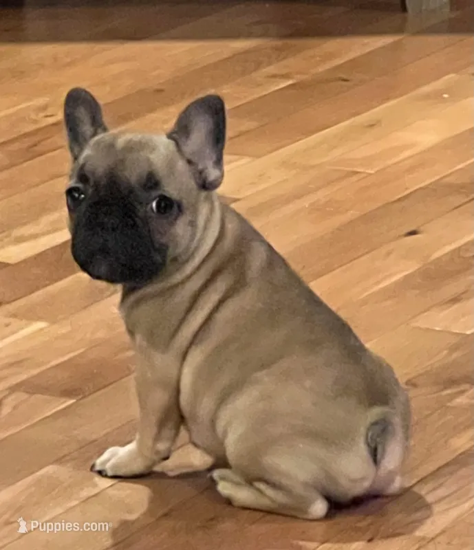 Vanna – French Bulldog puppy for sale in Bolivar, MO