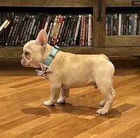 Declan , a male French Bulldog for sale in Bolivar, MO – 5 of 10