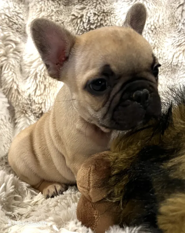 Vlane – French Bulldog puppy for sale in Bolivar, MO