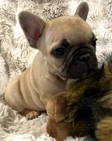 Vlane, a male French Bulldog for sale in Bolivar, MO – 1 of 10