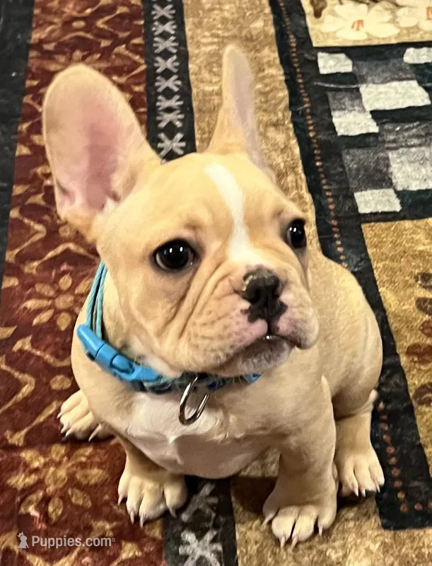 Dorian  – French Bulldog puppy for sale in Bolivar, MO