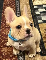 Dorian , a male French Bulldog for sale in Bolivar, MO – 1 of 10