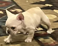 Declan , a male French Bulldog for sale in Bolivar, MO – 2 of 10