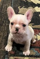 Dorian, a male French Bulldog for sale in Bolivar, MO – 8 of 10