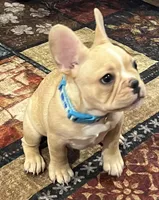 Dorian , a male French Bulldog for sale in Bolivar, MO – 2 of 10