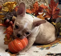Dorian, a male French Bulldog for sale in Bolivar, MO – 4 of 10