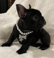 Mindy, a female French Bulldog for sale in Bolivar, MO – Photo 5 of 10