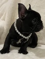 Mindy, a female French Bulldog for sale in Bolivar, MO – Photo 3 of 10