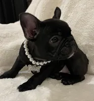 Mindy, a female French Bulldog for sale in Bolivar, MO – Photo 7 of 10