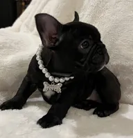 Mindy, a female French Bulldog for sale in Bolivar, MO – Photo 9 of 10