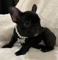 Mindy, a female French Bulldog for sale in Bolivar, MO – Photo 1 of 10