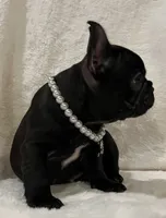 Mindy, a female French Bulldog for sale in Bolivar, MO – Photo 4 of 10