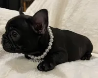 Mindy, a female French Bulldog for sale in Bolivar, MO – Photo 10 of 10